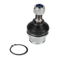 Tragarmkopf Traggelenk unten